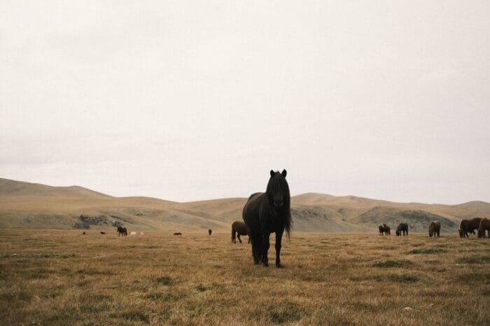 Wild Mongolia